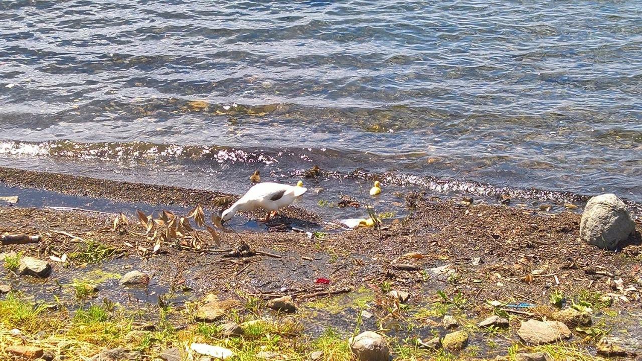 Centro E Spiaggia Ambra Anguillara Sabazia Buitenkant foto